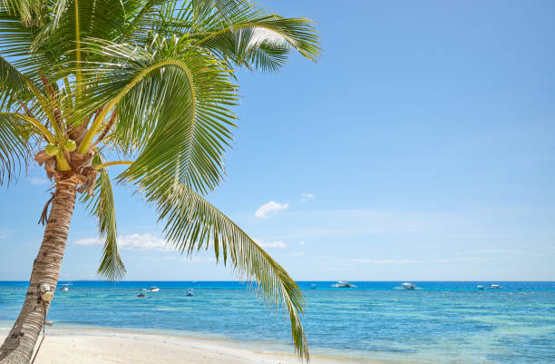 Alona Beach with coconut palm tree on Bohol Panglao Island, Philippines.