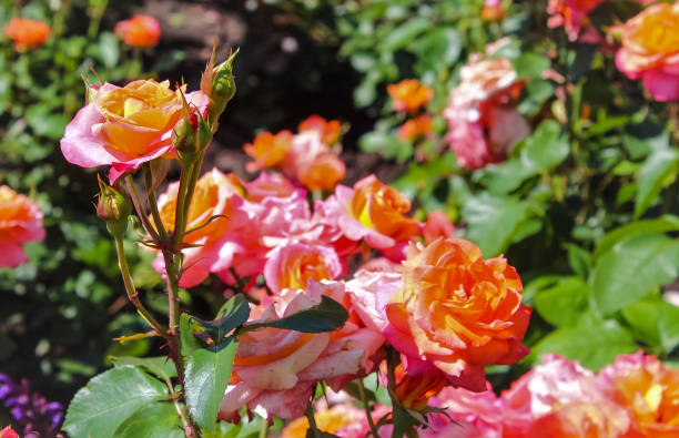 istock roses in the garden on a summer day 2192398847