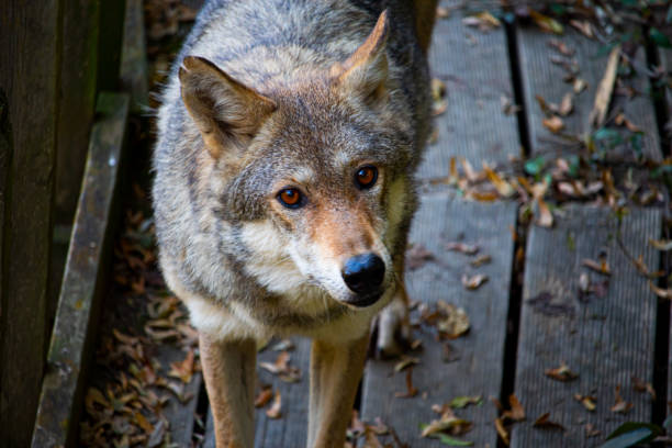 istock Knowing glance of the grey wolf 2 2192399107