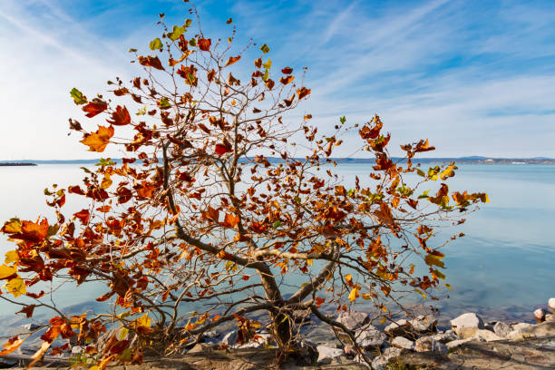 The lake Balaton at Balatonaliga with trees