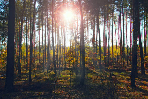 Light between trees in the forest. A ray of light in darkness. Wild wood.