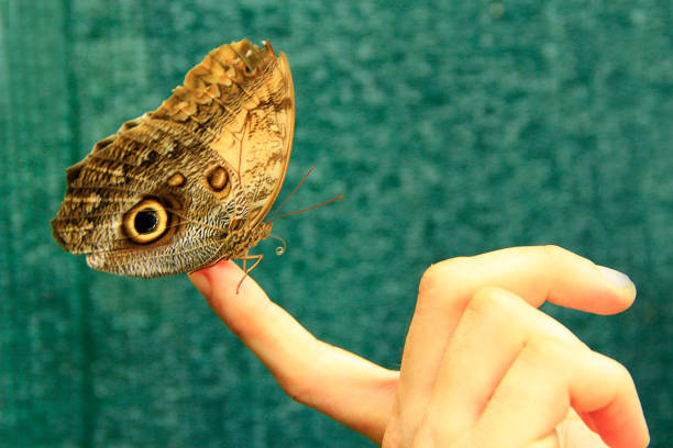 A child caught a white butterfly and held it in his hands for careful observation. Background on biology and natural ecology.