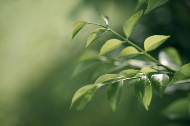 istock Close-up pattern of natural Green leaf 2192401575