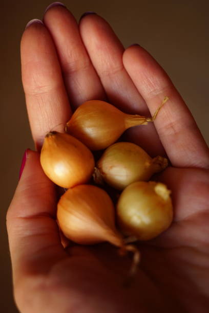 istock one small bulb for planting in female hand 2192402699