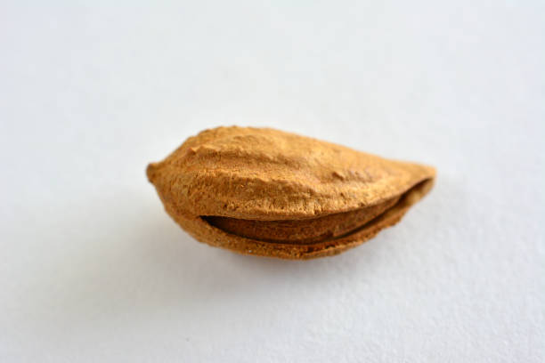 an almond in the shell isolated on the white macro