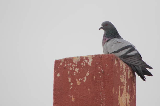 View of a Pigeon standing on top of a building