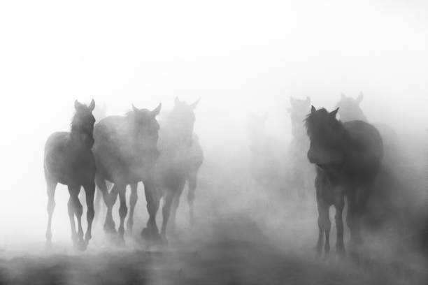 horse and foal silhouettes in fog at sunrise