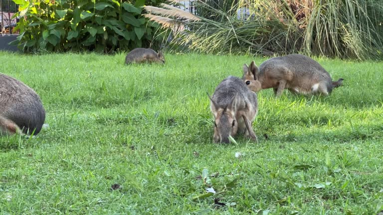 Patagonian mara grazes in Buenos Aires Ecoparque, Argentina