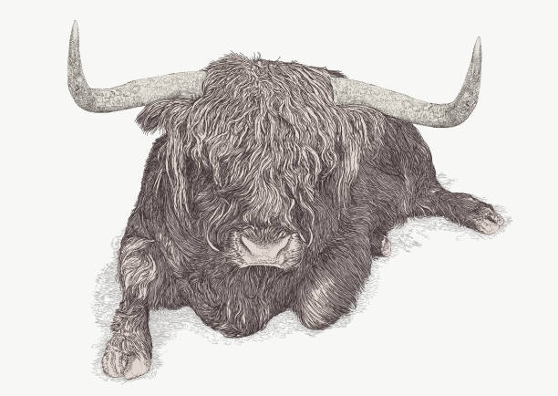 Highland Angus Bull Seated Vector stroke Illustration. Various colors are grouped separately on separate layers, easily edited. british beef cow stock illustrations