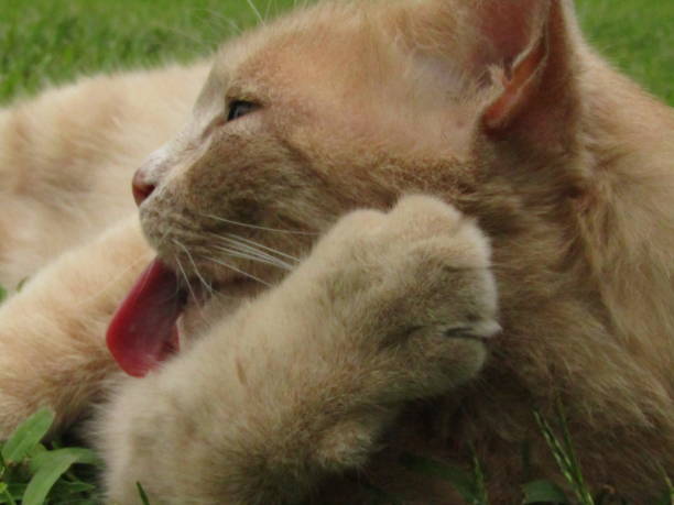 Female Asian local cat with a mix of white and black colors.