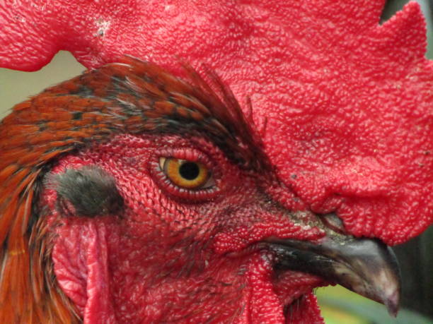 istock Close up rooster chicken head 2192404927