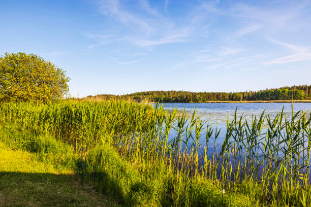 Tall green reeds growing along calm lake shore with dense forest in background under clear blue sky. Sweden.