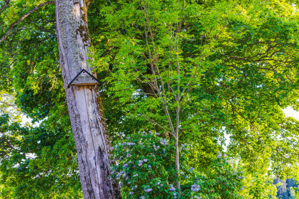 Wooden birdhouse mounted on a tree branch surrounded by green leaves