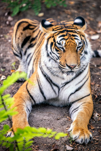 istock Resting stripped tiger outdoor in nature 2192405561