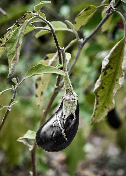 Eggplant Aubergine Growing In The Field