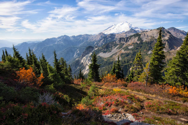 Scree slopes, lichens, moss and a few trees form the landscape on Mount Baker's North-Eastern flanks below it's famous snow-clad peak.