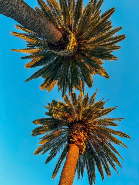 istock View Of Two Palm Trees During Golden Hour 2192408945