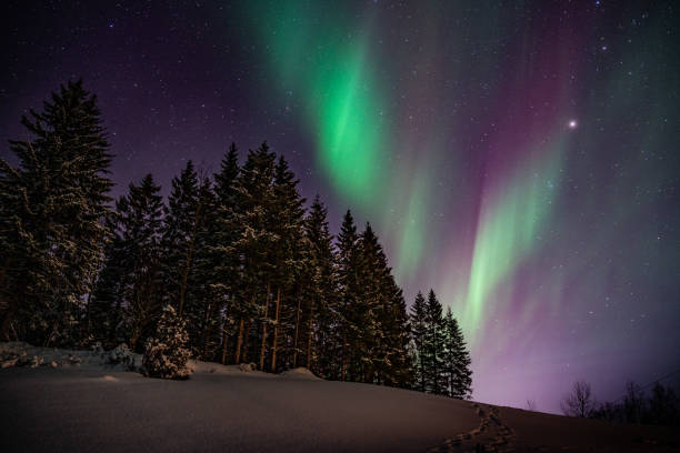 istock Northern Lights above a forest in Lofoten 2192413305