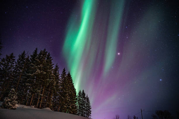 istock Northern Lights above a forest in Lofoten 2192413310