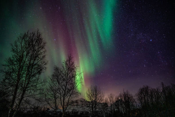 istock Northern Lights above a forest in Lofoten 2192413318