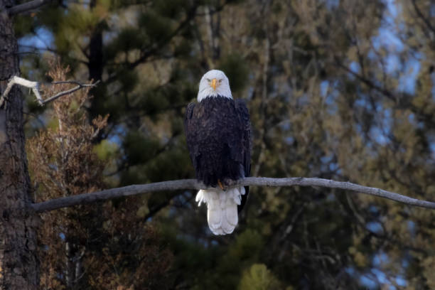 istock Bald Eagles at Eleven Mile Canyon 2192414482