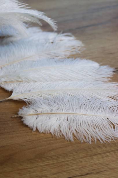 istock White feathers of ostrich. Laid out on the table. 2192414548