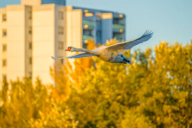 Swan flying in the city, building and trees in background