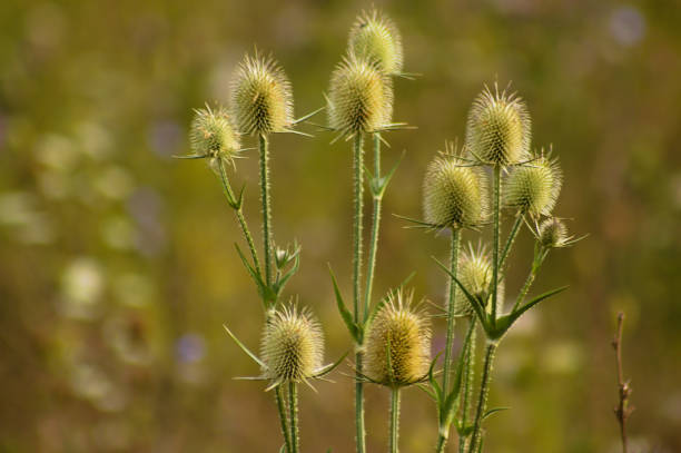 istock Closeup of green wild teasel seeds with blurred background 2192417504