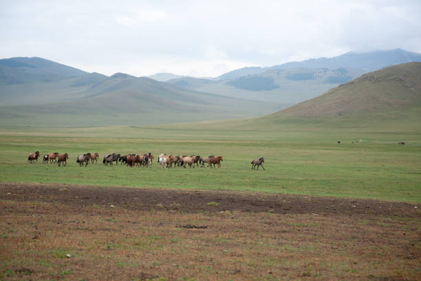 istock Herd of horses in Orkhon valley, Mongolia 2192418326