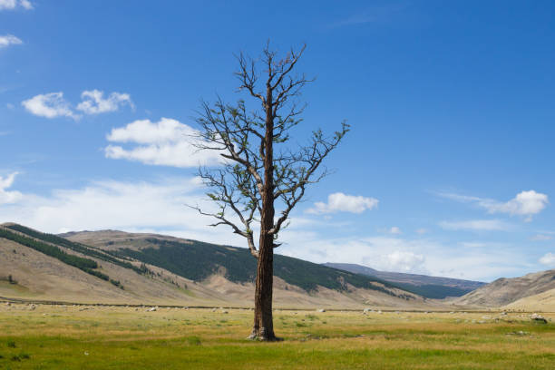 Landscape from Altai Tavan Bogd National Park, Mongolia. Isolated tree and stream