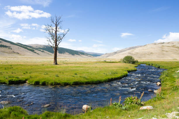 Landscape from Altai Tavan Bogd National Park, Mongolia. Isolated tree and stream