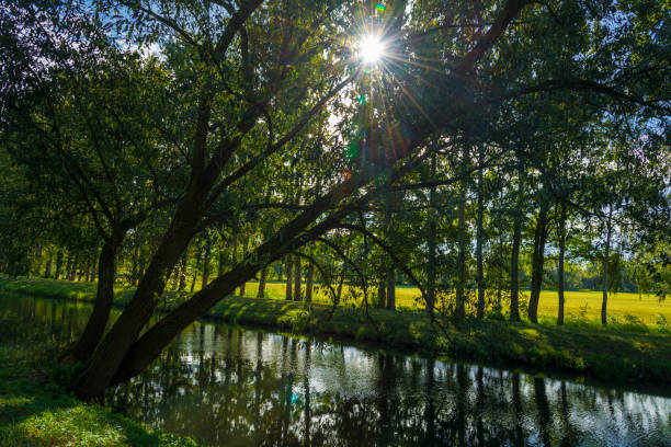 Spreewald - fern leafs mirroring in water. East germany natural tourist attraction