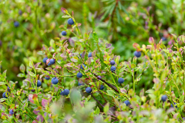 istock Blueberry bush with ripe berries close up 2192422452