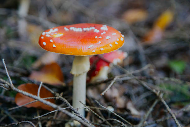 Bright and bold, the iconic Amanita mushroom stands tall in the forest, a striking red cap speckled with white dots—a symbol of nature’s mystery and allure