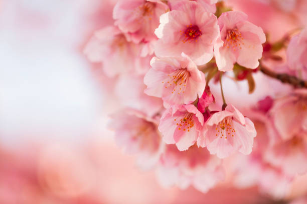 Sakura flowers close-up photo.
