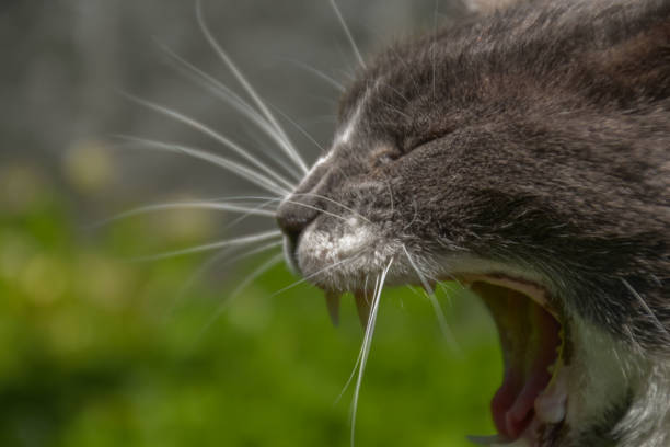 Cat opening its mouth and yawning