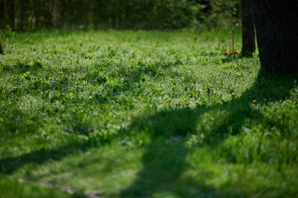 Lawn with green juicy grass on a summer evening