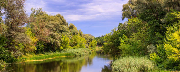 A view of the river with wooded banks, panorama, banner A view of the river with wooded banks, panorama, banner, summer natural landscape thames valley stock pictures, royalty-free photos & images