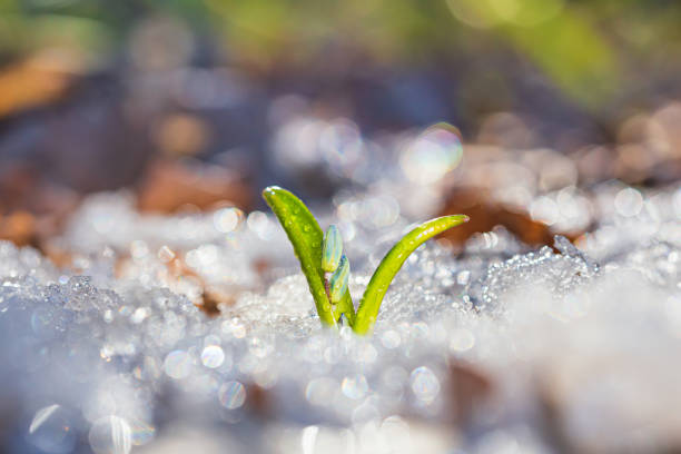 Fresh plant sprouts in the spring. Leaf with dew drops close-up. Macro photo.