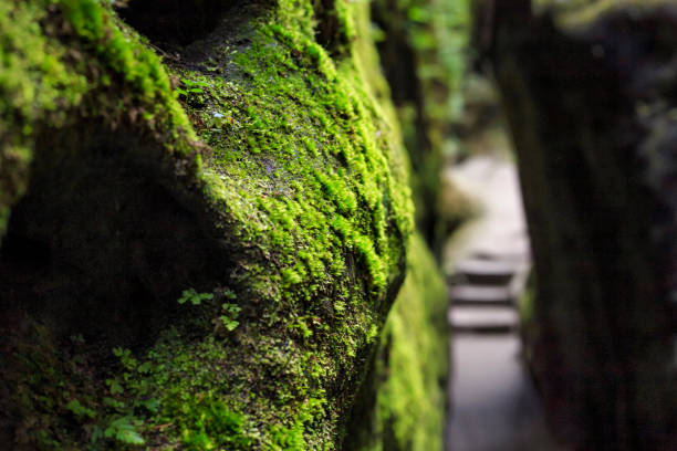 Switzerland travel - Mossy woodland in the Blausee forest hiking trail. Deep lush moss growth in this wetland area near the blue lake.