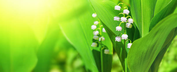 istock Lily of the valley, blooming in the morning spring forest, selective focus. Horizontal blurred banner 2192430044