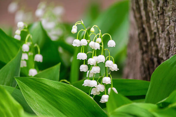 istock Lily of the valley (Convallaria majalis), blooming in the spring forest 2192430081