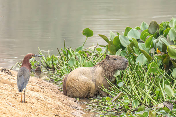 Rufescent Tiger Heron, Tigrisoma lineatum, standing looking at a mud-covered Capybara, aka Greater capybara, Hydrochoerus hydrochaeris,  among Water Hyacinth, Pontederia crassipes, fka Eichhornia crassipes, at the edge of a river in the Pantanal area of Brazil. NB: Shallow dof - focus is on capybara's head.