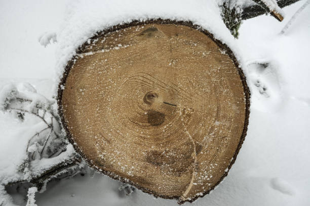 tree rings in winter, wood texture with cross section of sawn log