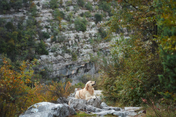 istock Golden retriever resting in wilderness 2192435515