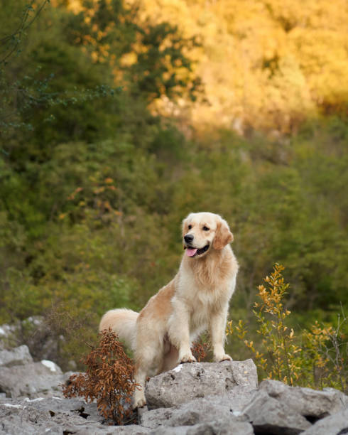 istock Golden retriever in nature 2192435517