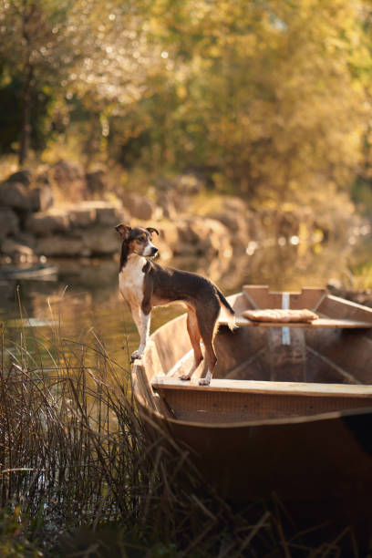 istock Jack Russell standing confidently in boat 2192435540