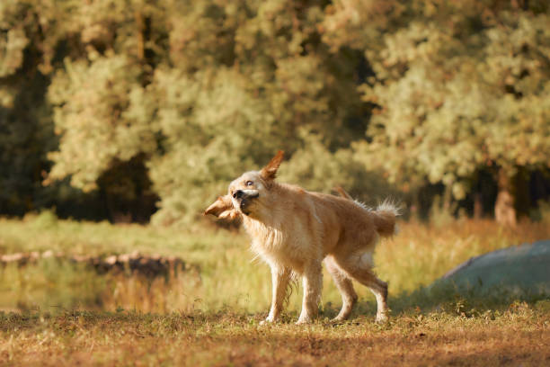 istock Golden Retriever standing in grassy riverbank 2192435543