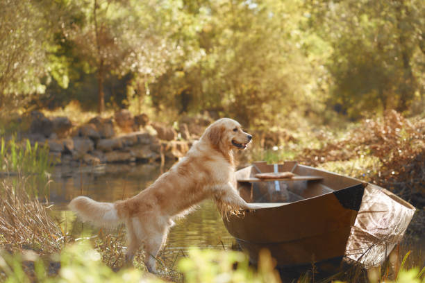 A golden retriever dog sitting by the water's edge, looking out over a calm lake with greenery in the background