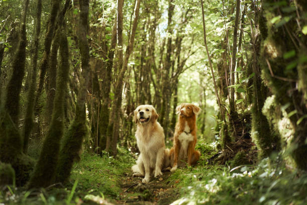 Dogs playing outside